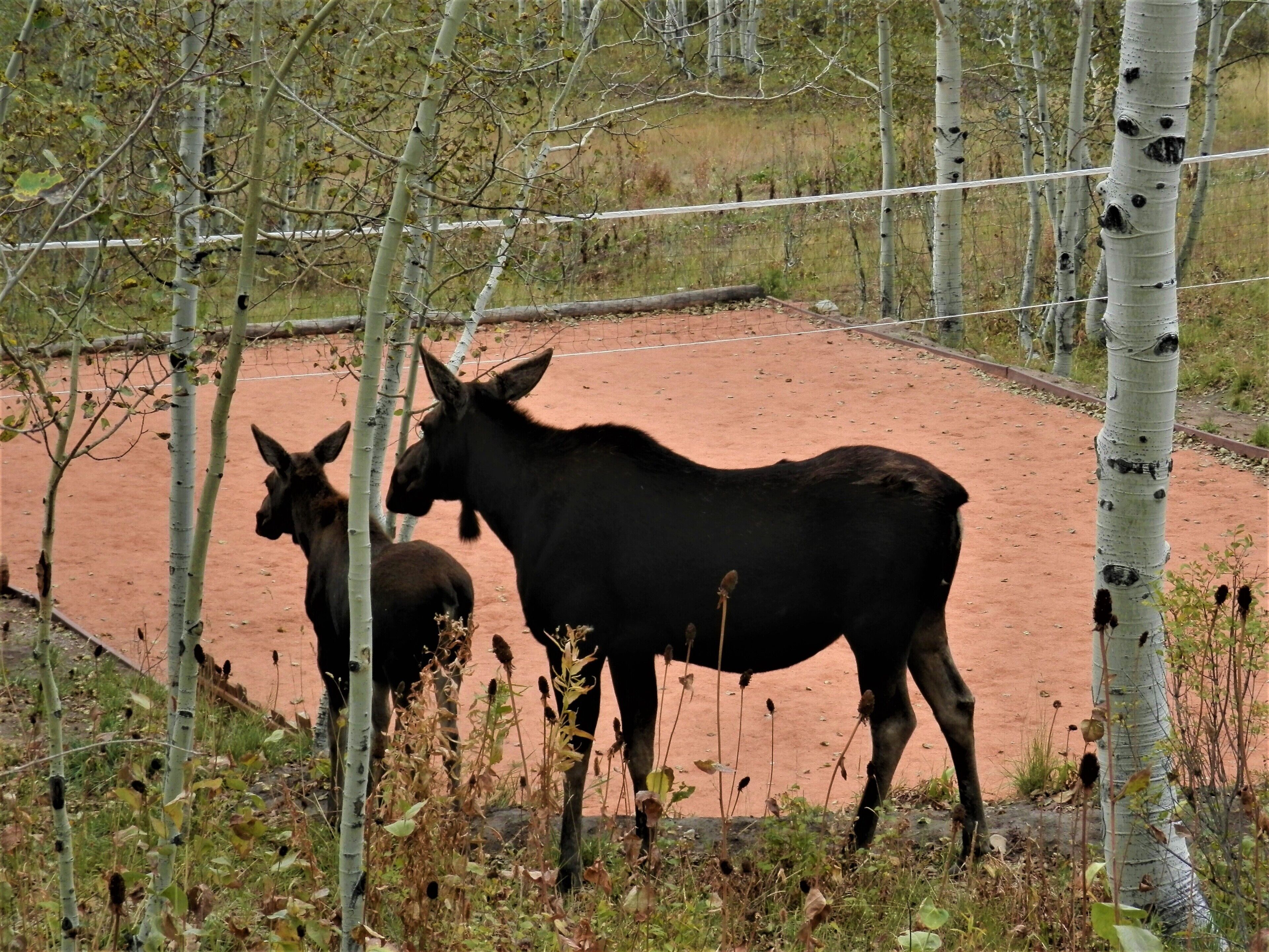 Moose beside the sand volleyball court